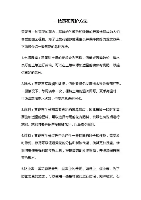 一枝黄花养护方法