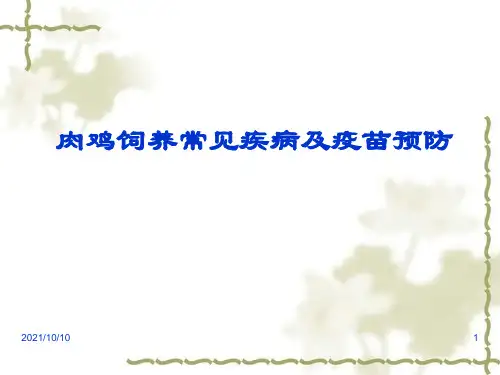 肉鸡饲养常见疾病及疫苗免疫