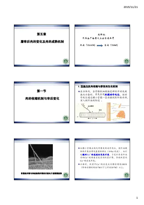 肉与肉制品第四章 屠宰后肉的变化及肉的成熟机制