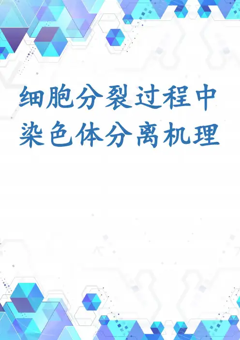 细胞分裂过程中染色体分离机理