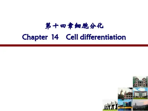 医学细胞生物学：14 细胞分化