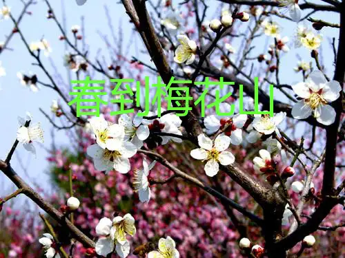 苏教版一年级下册语文《春到梅花山》PPT课件