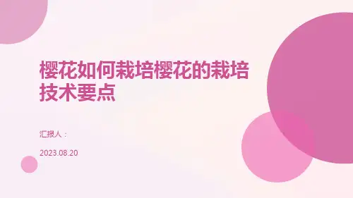 樱花如何栽培樱花的栽培技术要点