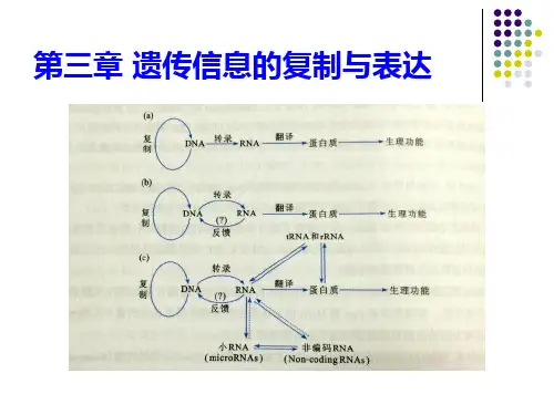 第三章DNA双螺旋结构ppt课件