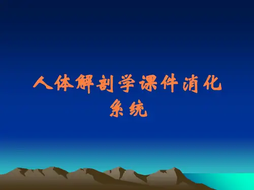 人体解剖学课件消化系统