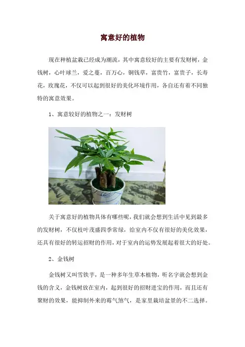 寓意好的植物