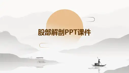 股部的解剖PPT课件