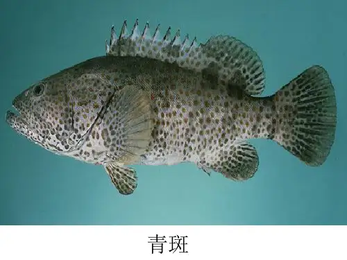 常见的海鲜