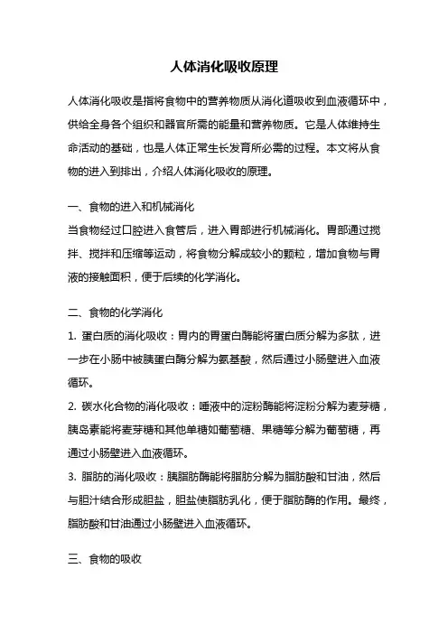 人体消化吸收原理