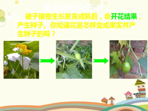 绿色开花植物的有性生殖和发育- 完整版课件
