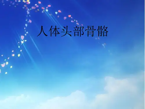 人体头部骨骼