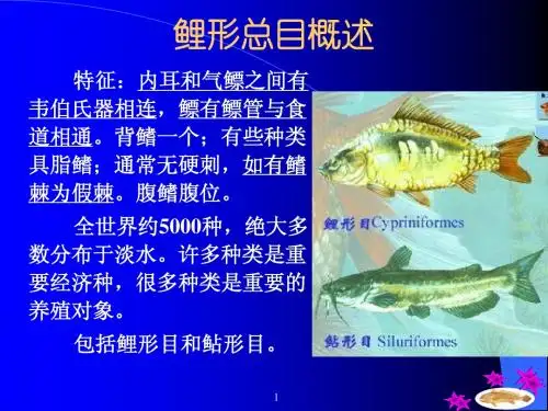 鲤形总目概述