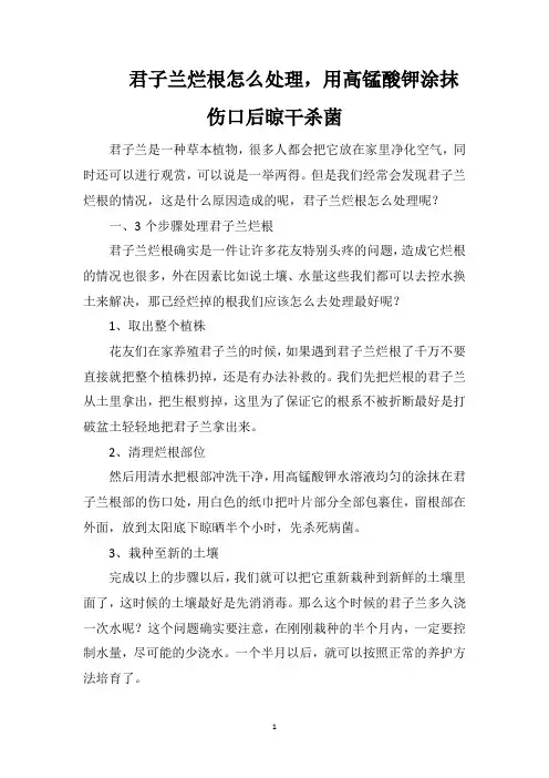 君子兰烂根怎么处理,用高锰酸钾涂抹伤口后晾干杀菌