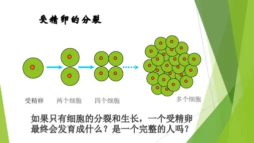 冀教版七年级生物上册第一单元第二章第二节 细胞分化形成组织  课件