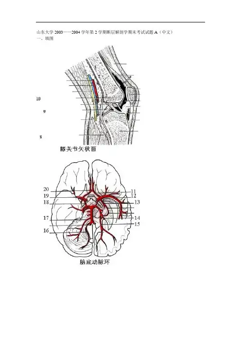 山东大学2003——2004学年第2学期断层解剖学期末考试试题A(中文)