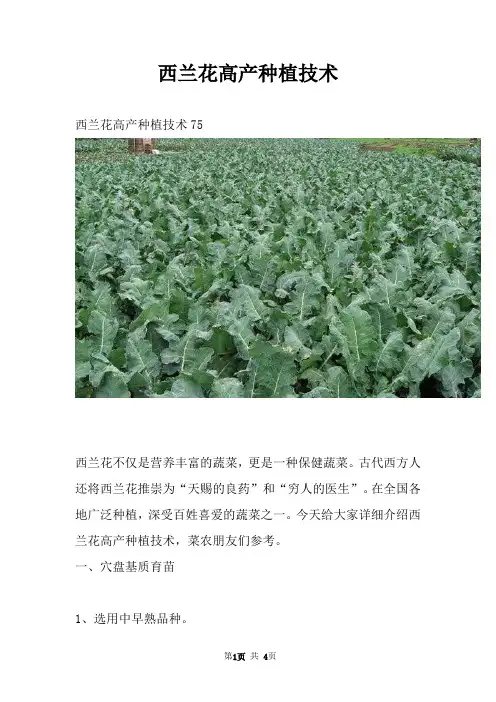 西兰花高产种植技术