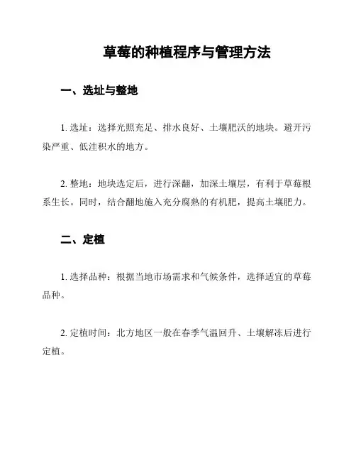 草莓的种植程序与管理方法