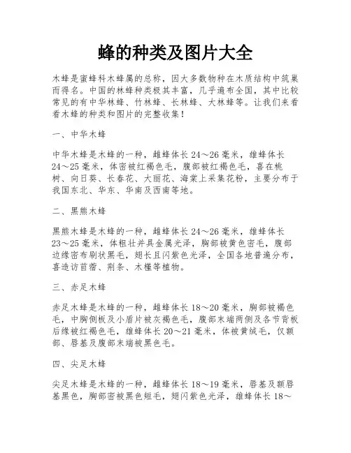 蜂的种类及图片大全