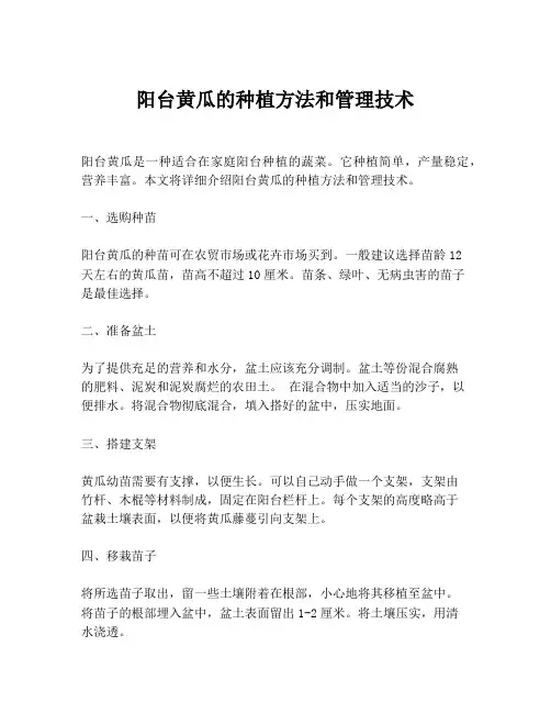 阳台黄瓜的种植方法和管理技术