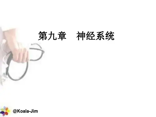解剖学基础神经系统主要知识点七图表