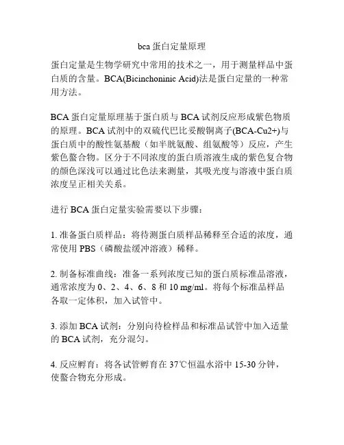bca蛋白定量原理