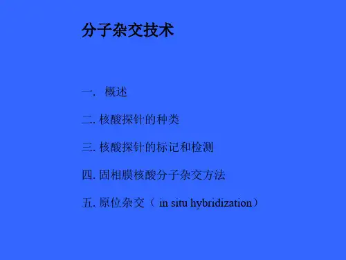 分子杂交技术