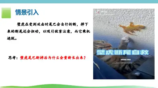 《细胞通过分类产生新细胞》课件(共20张PPT)