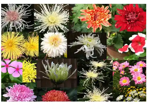 菊花的组织培养经典ppt课件