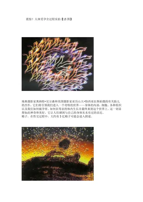 人的受孕过程