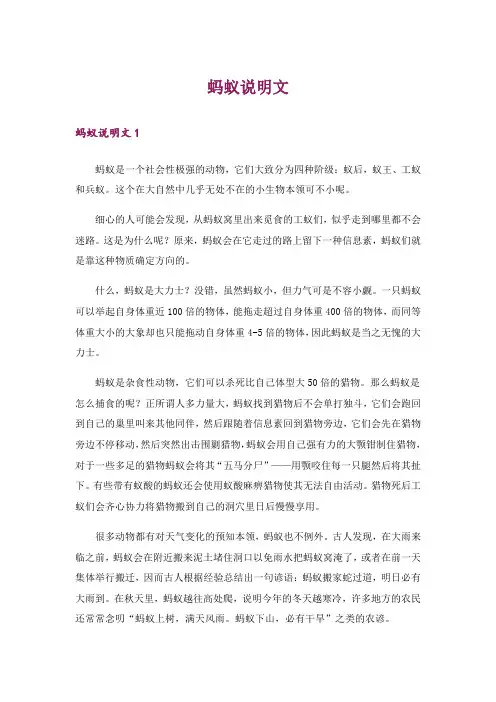 蚂蚁说明文_1
