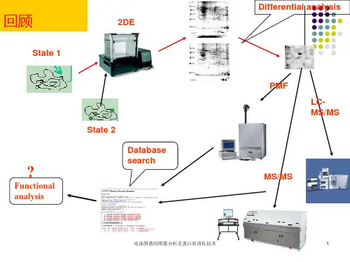 电泳图谱的图像分析及蛋白质消化技术课件