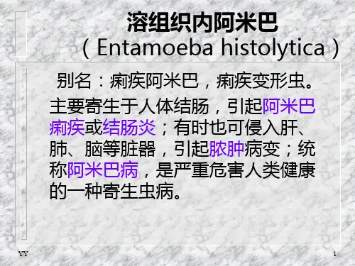 阿米巴PPT课件