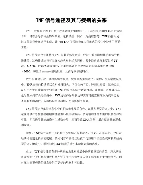 TNF信号途径及其与疾病的关系