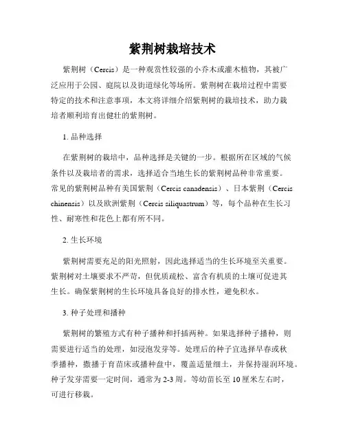 紫荆树栽培技术