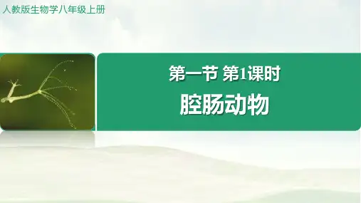 初中生物人教版八年级上册课件 1.1.1 腔肠动物