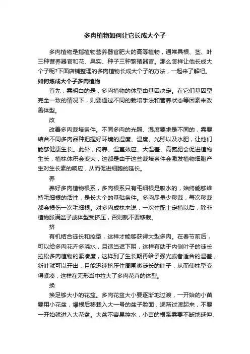 多肉植物如何让它长成大个子