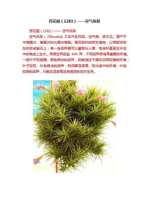 百花园（1282）——空气凤梨