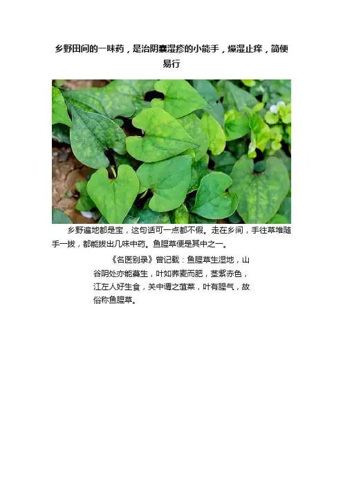 乡野田间的一味药，是治阴囊湿疹的小能手，燥湿止痒，简便易行