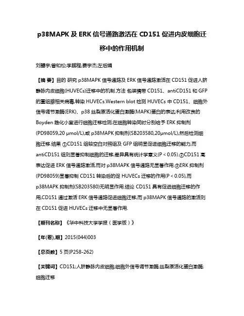 p38MAPK及ERK信号通路激活在CD151促进内皮细胞迁移中的作用机制