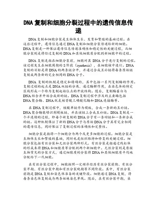 DNA复制和细胞分裂过程中的遗传信息传递
