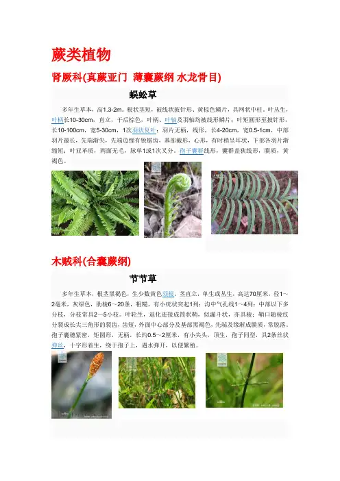 缙云山植物