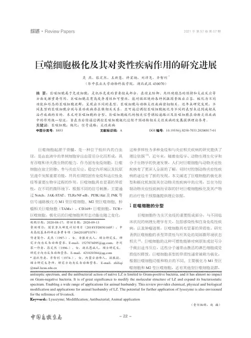 巨噬细胞极化及其对炎性疾病作用的研究进展