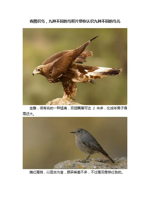 看图识鸟，九种不同的鸟照片带你认识九种不同的鸟儿