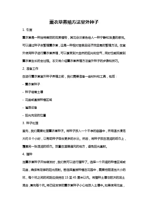薰衣草养殖方法室外种子
