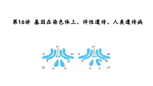 高三生物一轮复习课件：第16讲 基因在染色体上、伴性遗传、人类遗传病