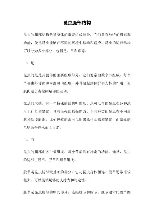 昆虫腿部结构