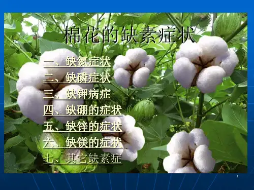 棉花缺素症及预防措施ppt课件