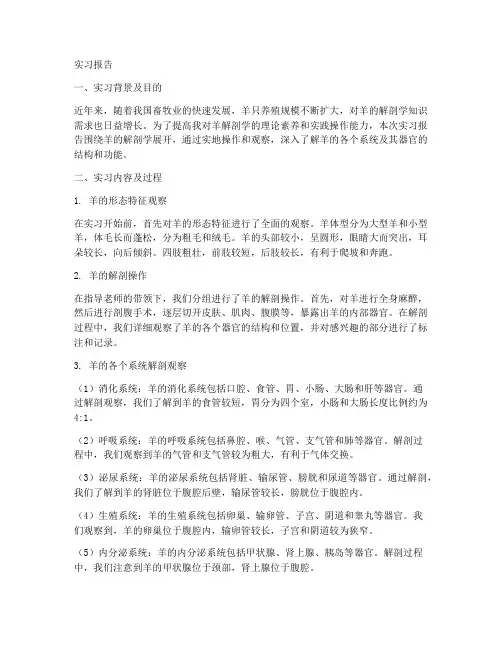 解剖羊的实习报告