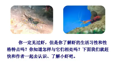 《小虾》完美版ppt(共25张ppt)