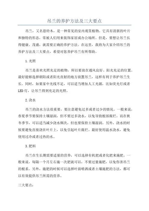 吊兰的养护方法及三大要点
